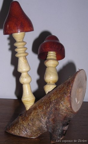 Champignons de bois